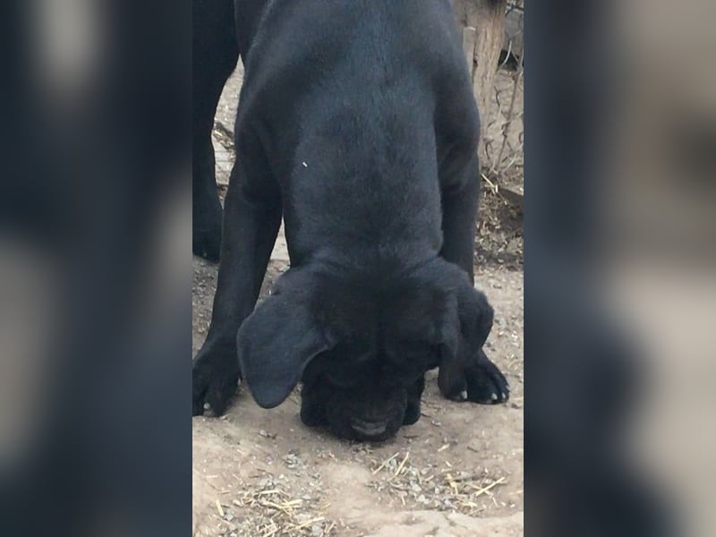 Junges Cane Corso-Weibchen