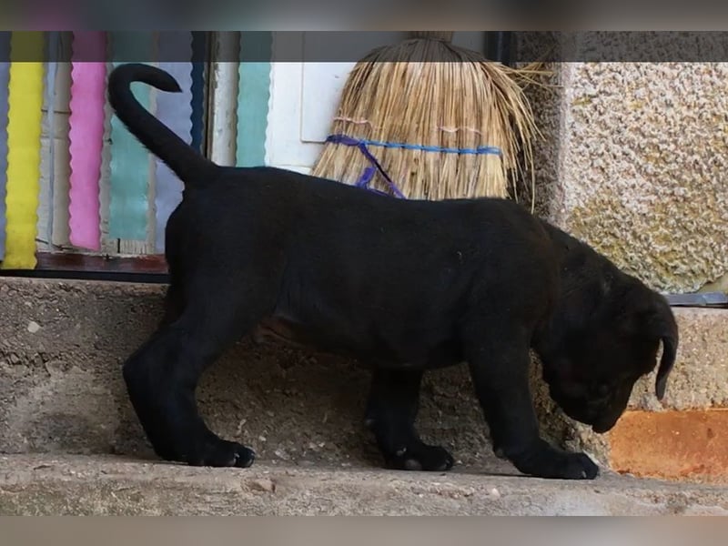 Cane-Corso-Welpe aus rein italienischer Linie