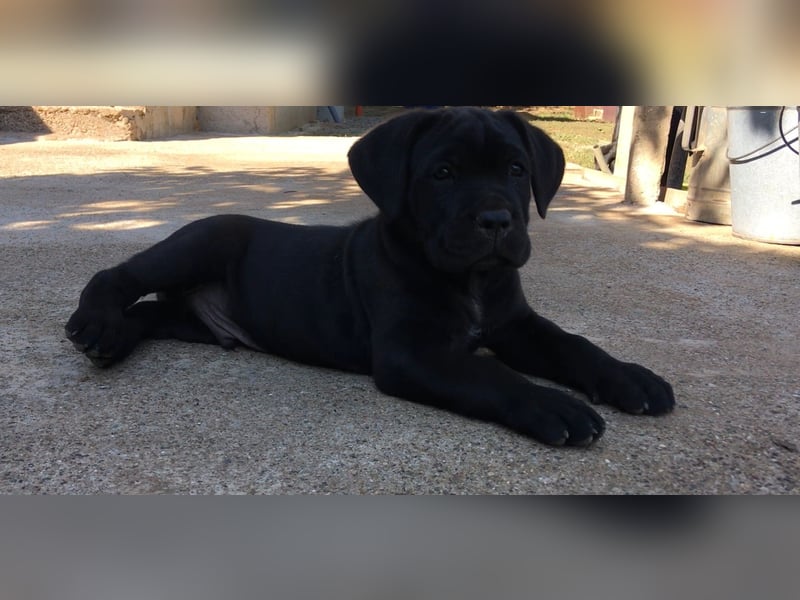 Cane-Corso-Welpe aus rein italienischer Linie