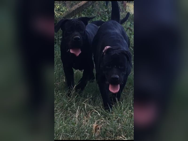 Junges Cane Corso-Weibchen