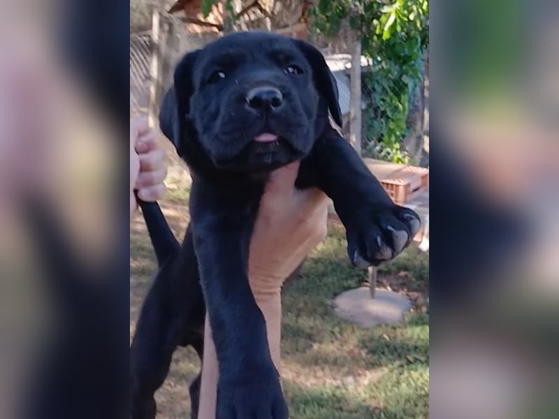 Cane-Corso-Welpe aus rein italienischer Linie