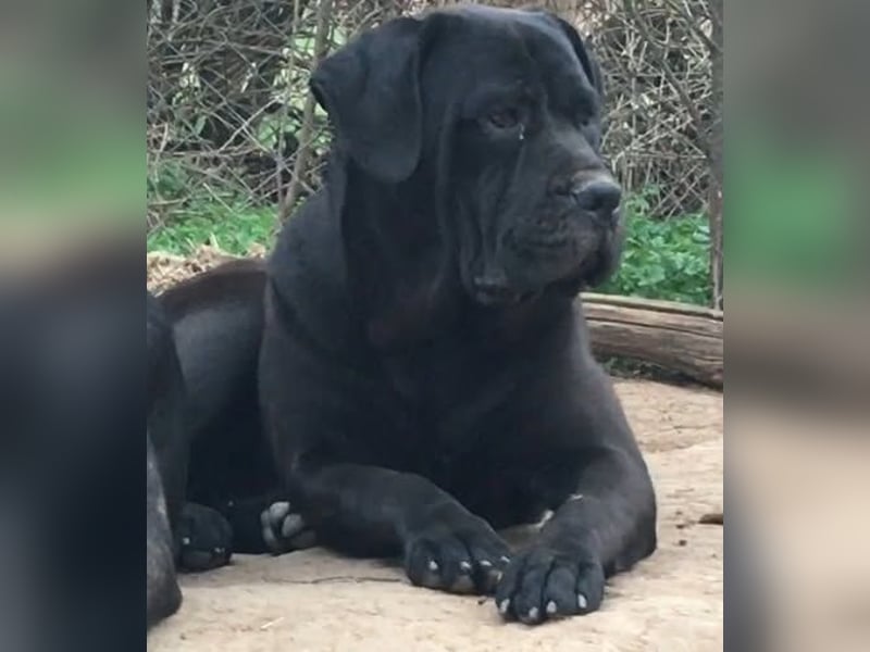 Junges Cane Corso-Weibchen
