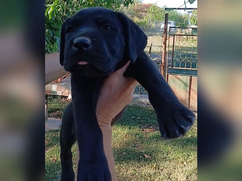Cane-Corso-Welpe aus rein italienischer Linie