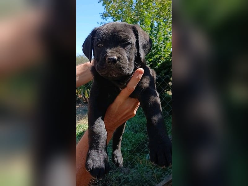 Cane-Corso-Welpe aus rein italienischer Linie