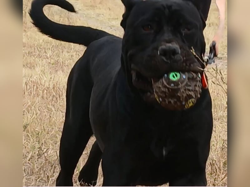 Junges Cane Corso-Weibchen