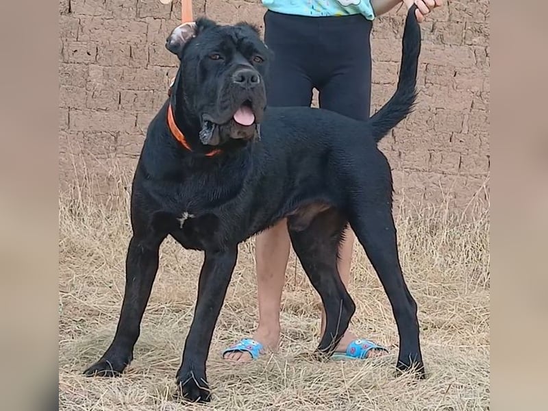 TOP junger Rüde 14 Monate der Rasse Cane Corso mit FCI-Stammbaum