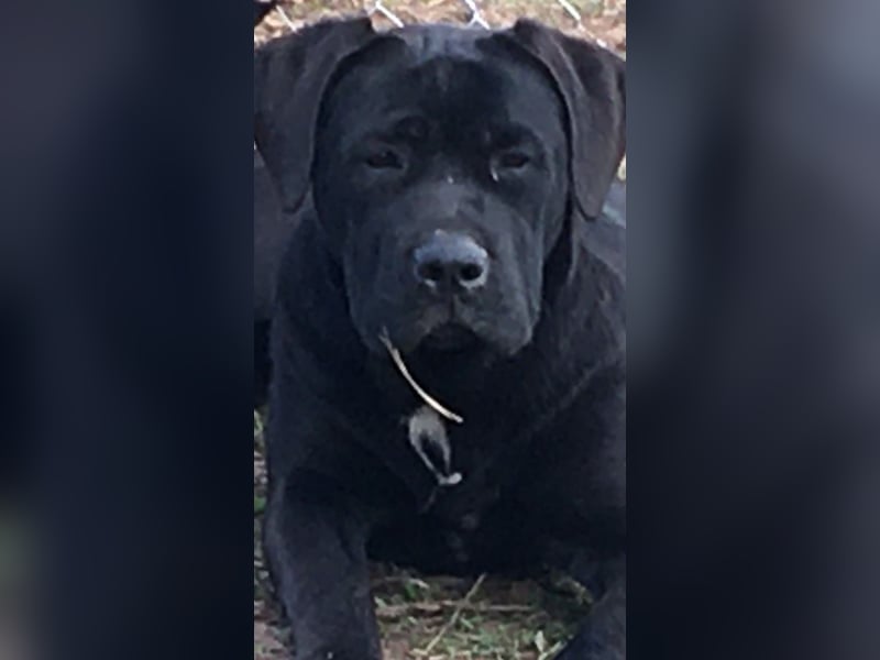 Junges Cane Corso-Weibchen