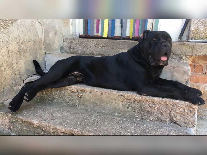 Cane-Corso-Welpe aus rein italienischer Linie