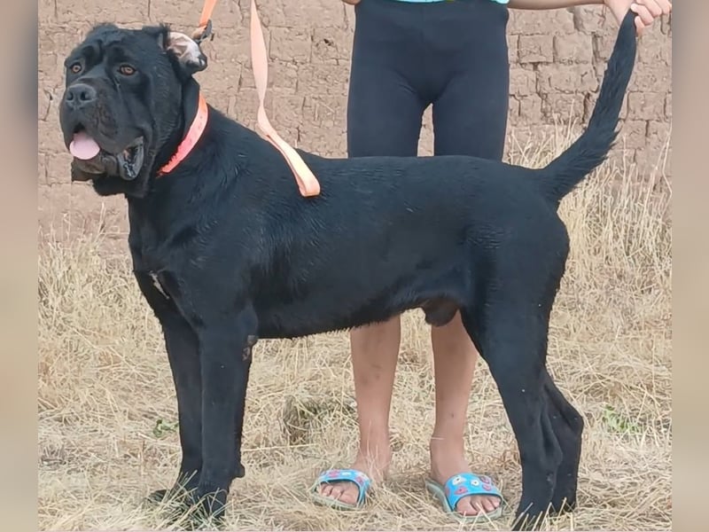 Cane-Corso-Welpe aus rein italienischer Linie