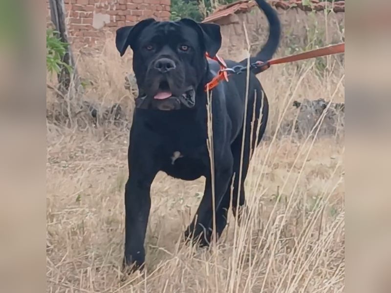 TOP junger Rüde 14 Monate der Rasse Cane Corso mit FCI-Stammbaum