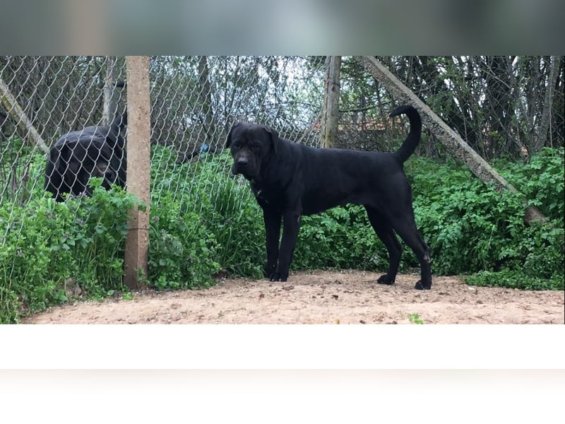 Junges Cane Corso-Weibchen