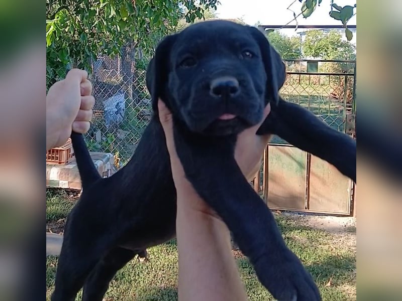Cane-Corso-Welpe aus rein italienischer Linie