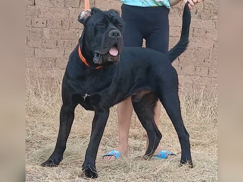 Junges männliches italienisches Cane Corso