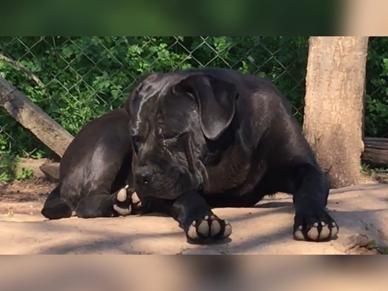 Cane-Corso-Welpe aus rein italienischer Linie