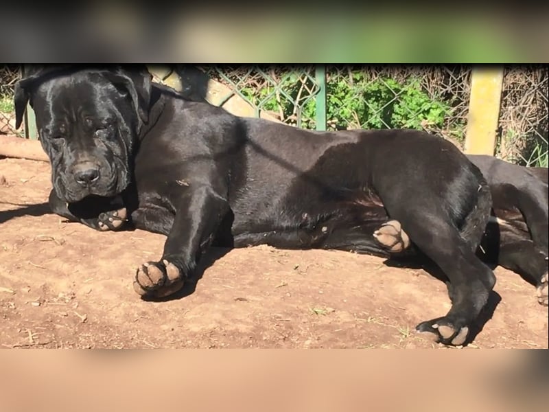 Junges Cane Corso-Weibchen