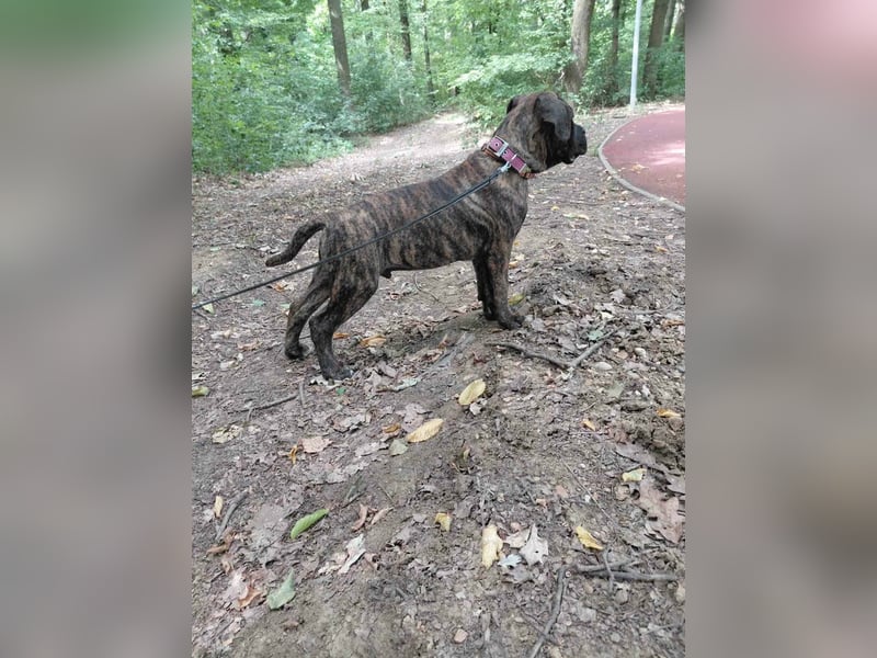 Gestromter Cane Corso Rüde mit Züchtergarantie zu verkaufen