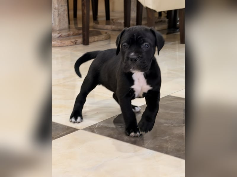 Cane Corso Hündinnen- und Rüdenwelpen aus Europa- und Weltchampion-Linien mit Züchtergarantie zu ver