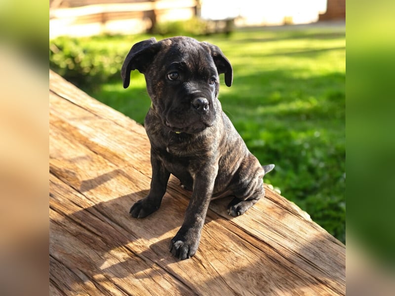 „Cane Corso Welpen aus Zucht mit Euch WCh-Linie zu verkaufen.