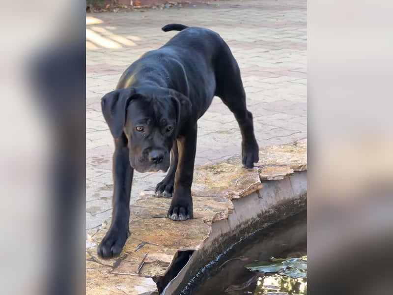 Cane Corso, schwarze Hündin, mit EUCH- und VCH-Linien, mit Züchtergarantie zu verkaufen.