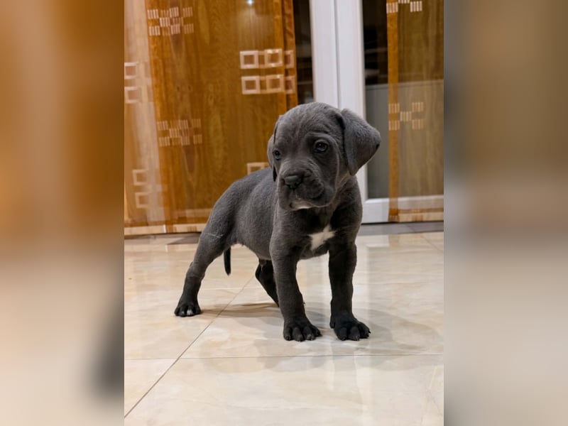 Cane Corso Welpe – Grauer Rüde aus EUCH & WCH Linie mit Züchtergarantie