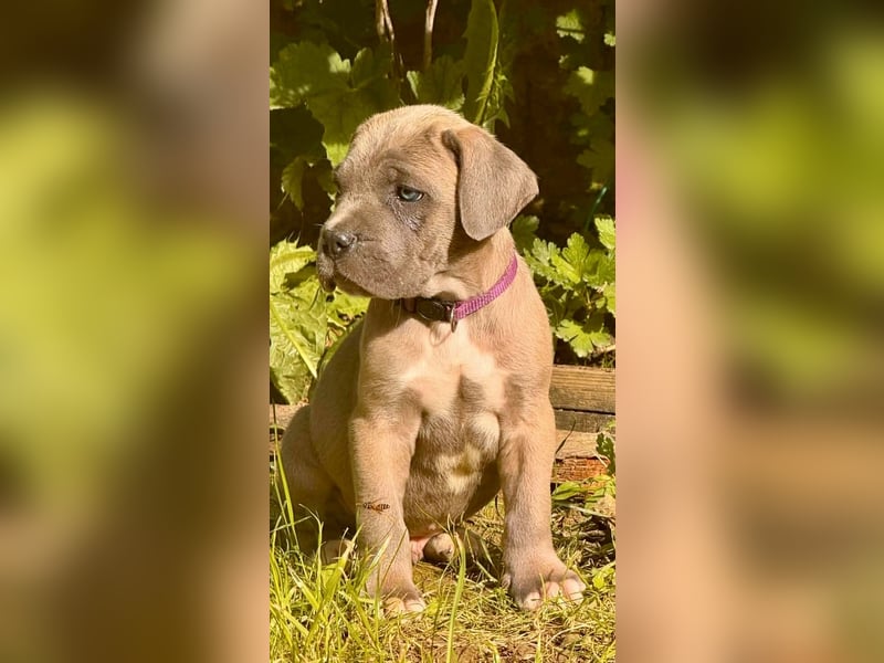 Exklusive Cane Corso Welpen aus EUch & Wch Championlinie (Cesare-Blutlinie) mit Garantie