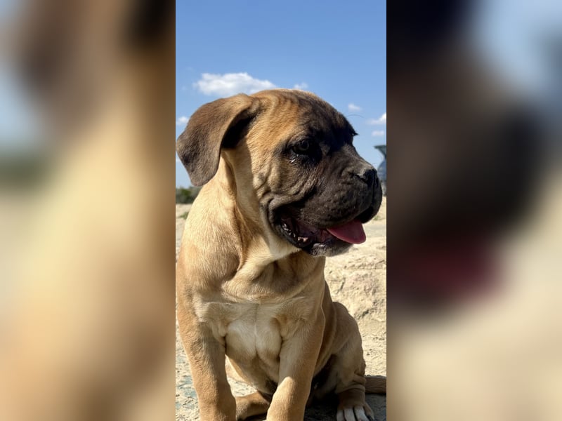 Cane Corso, fulvofarbener Rüde, mit Züchtergarantie zu verkaufen