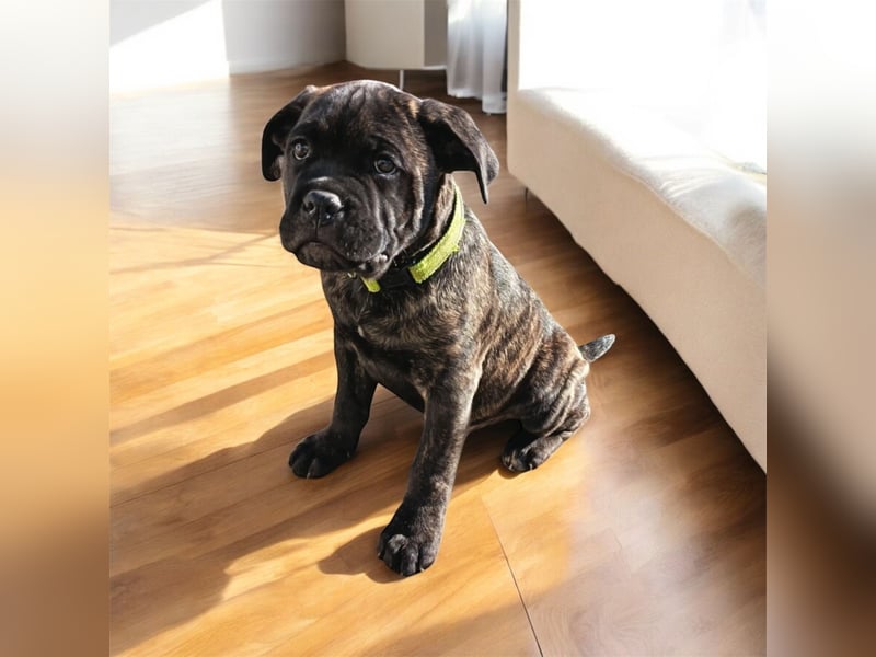 „Cane Corso Welpen aus Zucht mit Euch WCh-Linie zu verkaufen.
