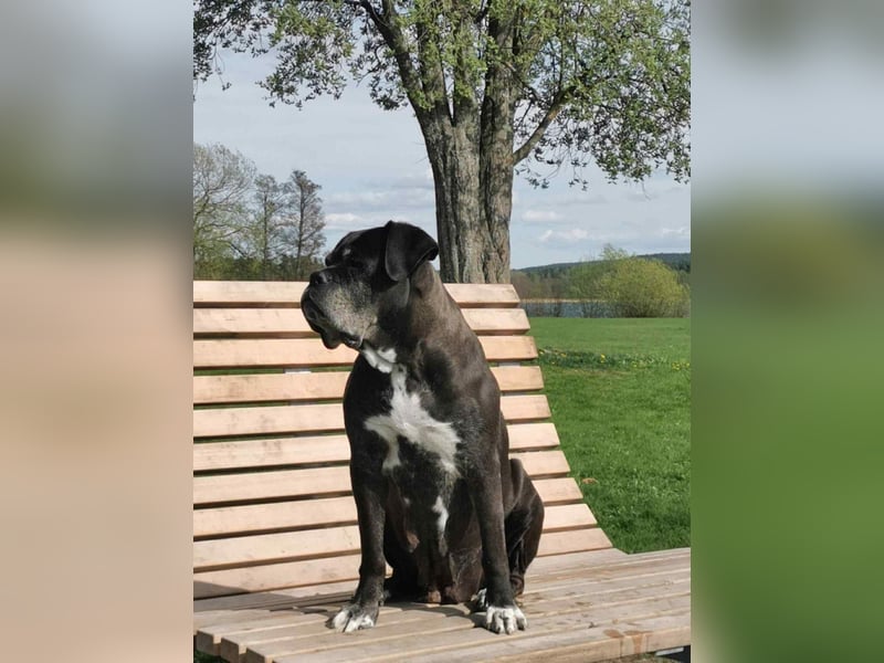 Cane Corso – 8 Monate alte schwarze Hündin mit Züchtergarantie abzugeben