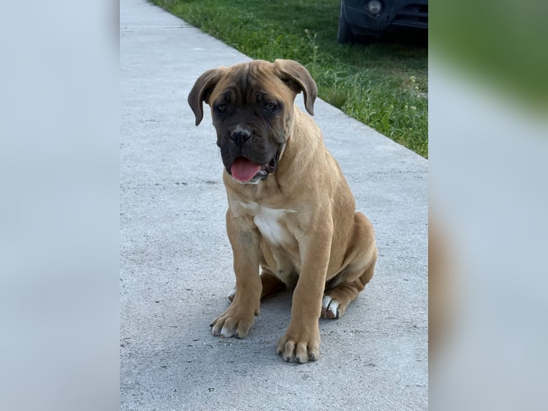 Cane Corso, fulvofarbener Rüde, mit Züchtergarantie zu verkaufen