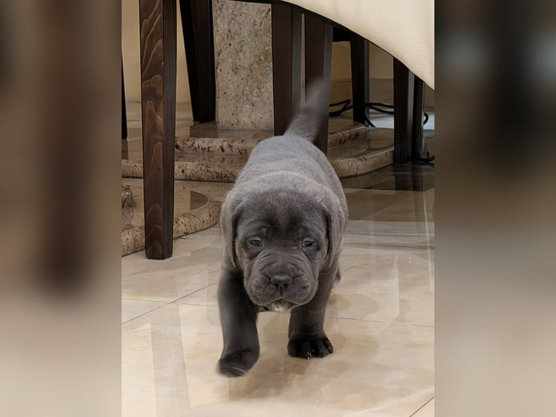 Cane Corso Hündinnen- und Rüdenwelpen aus Europa- und Weltchampion-Linien mit Züchtergarantie zu ver