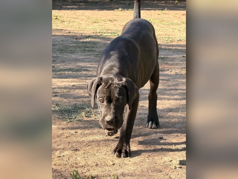 Cane Corso, schwarze Hündin, mit EUCH- und VCH-Linien, mit Züchtergarantie zu verkaufen.