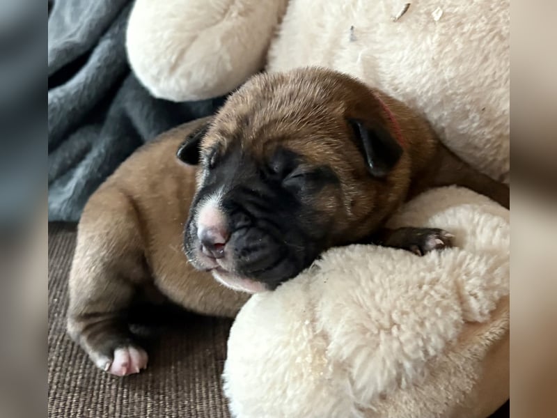 Cane Corso Welpen aus Euch Wch Linie, zu verkaufen mit Züchtergarantie