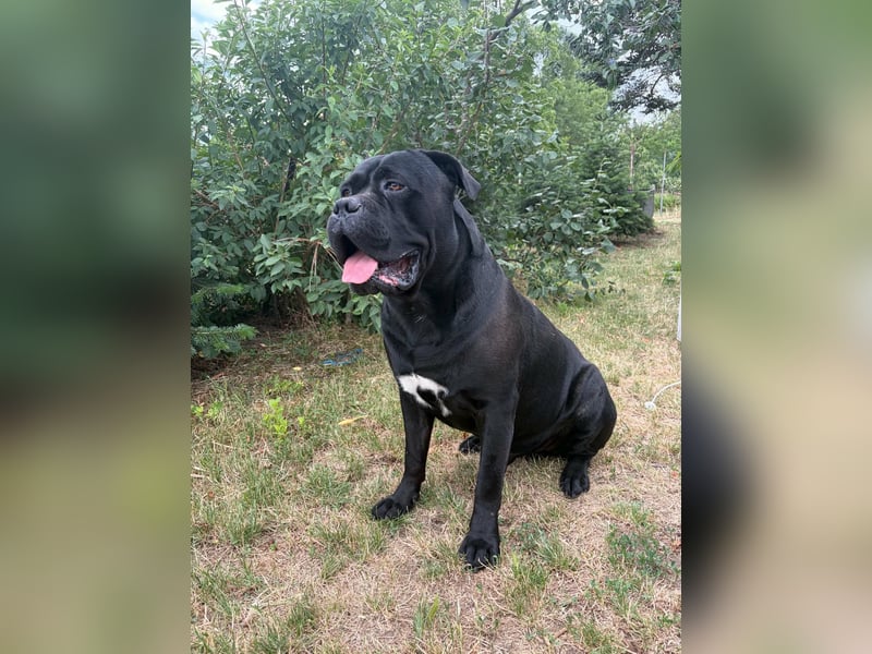 Gestromter Cane Corso Rüde mit Züchtergarantie zu verkaufen