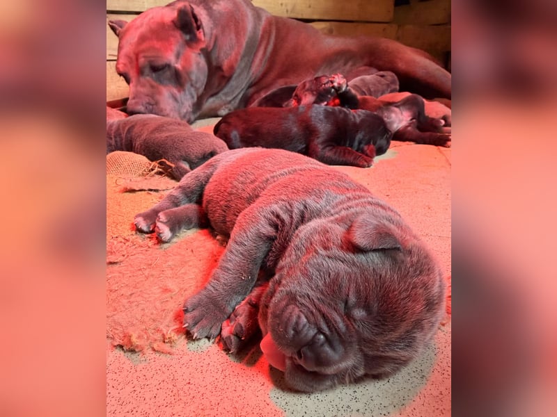 Cane Corso Hündinnen- und Rüdenwelpen aus Europa- und Weltchampion-Linien mit Züchtergarantie zu ver