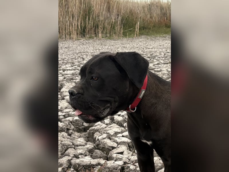Cane Corso – 8 Monate alte schwarze Hündin mit Züchtergarantie abzugeben