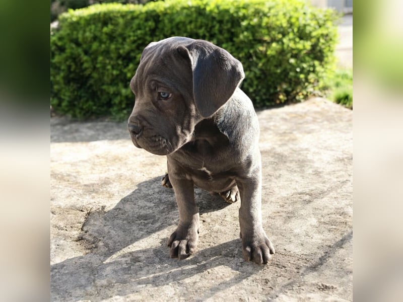 „Cane Corso Welpen aus Zucht mit Euch WCh-Linie zu verkaufen.