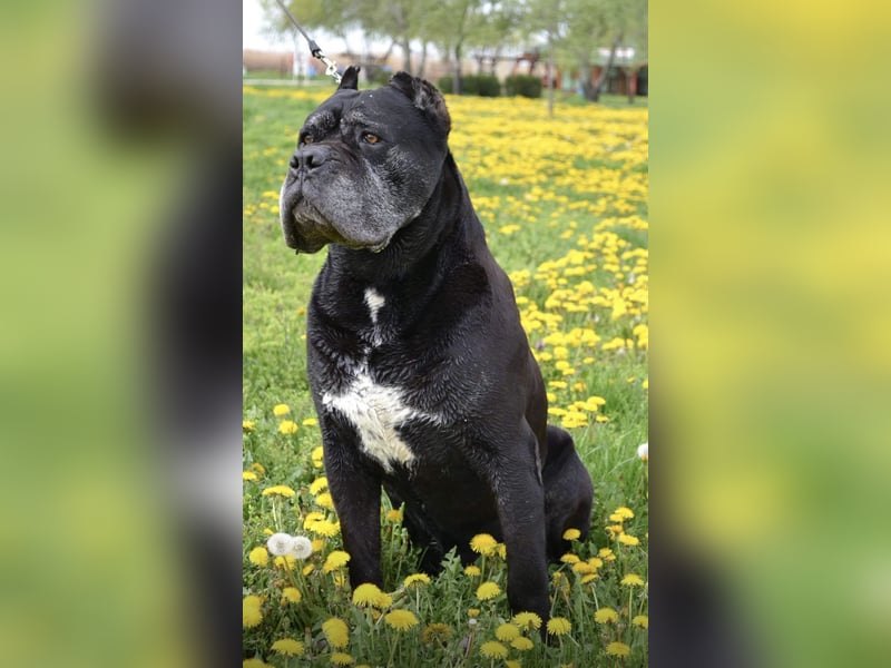 Exklusive Cane Corso Hündin in Formentino – Top-Blutlinie (EUCH & WCH)