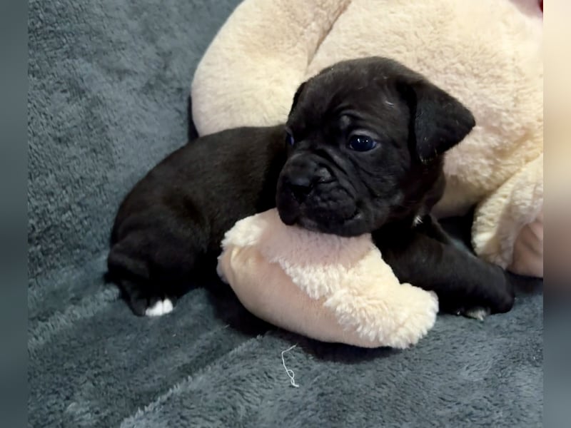 Cane Corso schwarz hündin Euch Wch line zu verkaufen