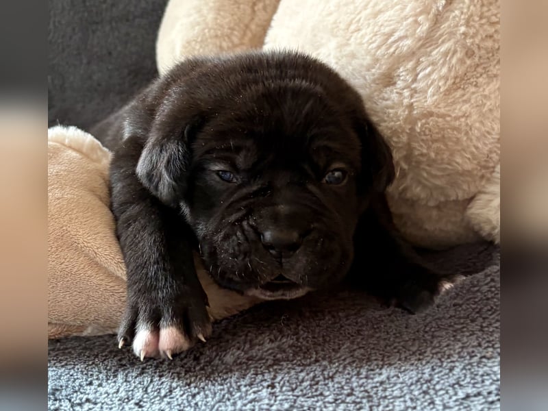 Cane Corso Welpen aus Euch Wch Linie, zu verkaufen mit Züchtergarantie
