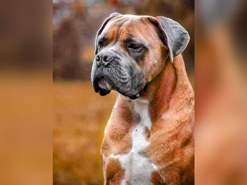 Cane Corso Welpen (gestromt, Rüde & Hündin) mit Züchtergarantie zu verkaufen