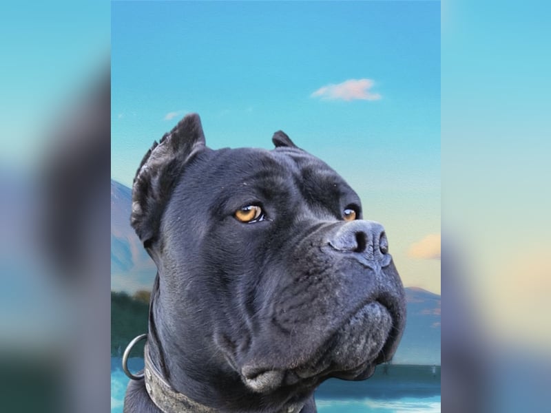 „Cane Corso Welpen aus Zucht mit Euch WCh-Linie zu verkaufen.