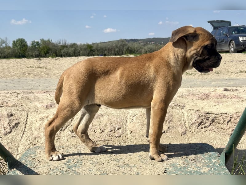 Cane Corso, fulvofarbener Rüde, mit Züchtergarantie zu verkaufen