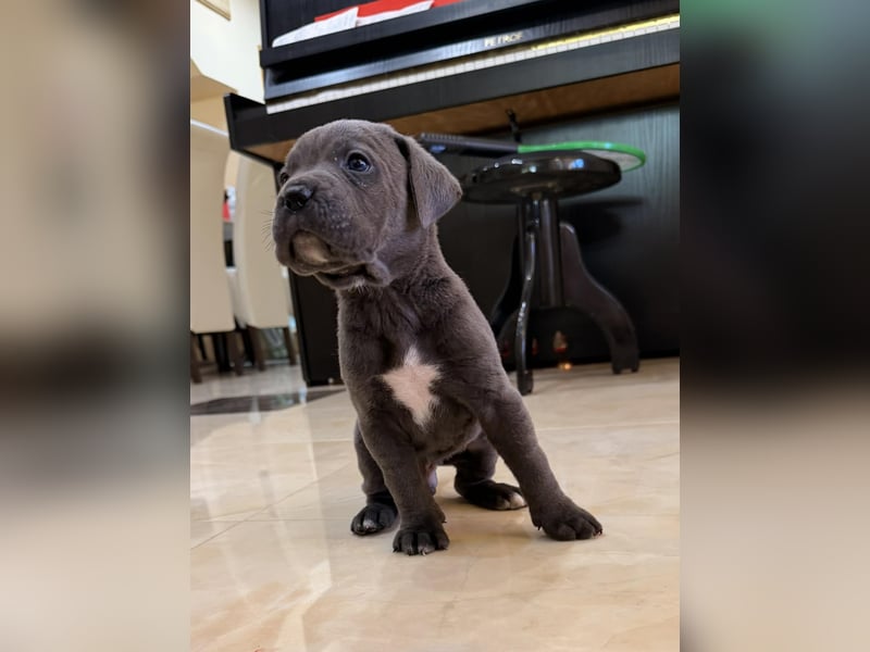 Cane Corso Hündinnen- und Rüdenwelpen aus Europa- und Weltchampion-Linien mit Züchtergarantie zu ver