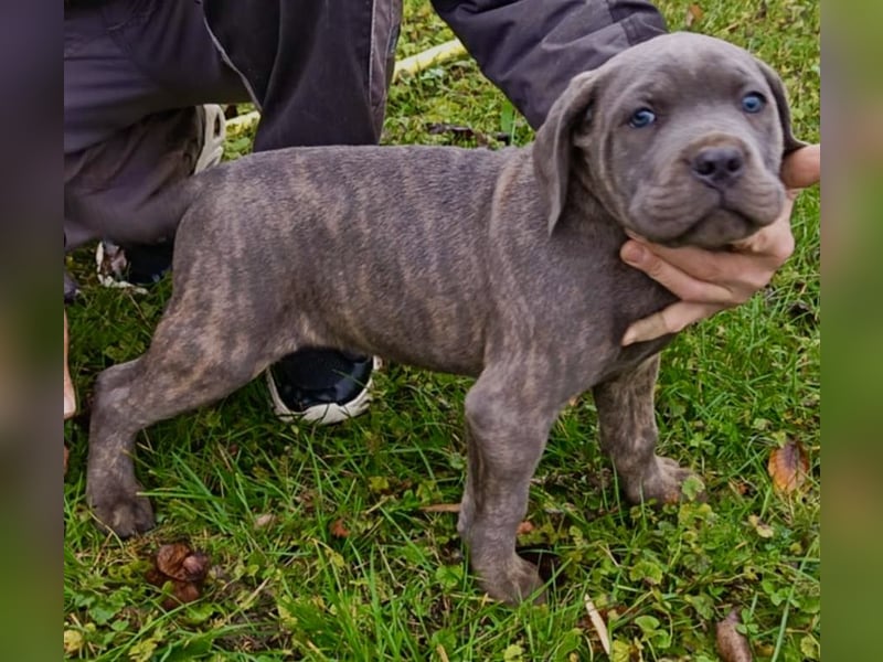 „Cane Corso Welpen aus Zucht mit Euch WCh-Linie zu verkaufen.