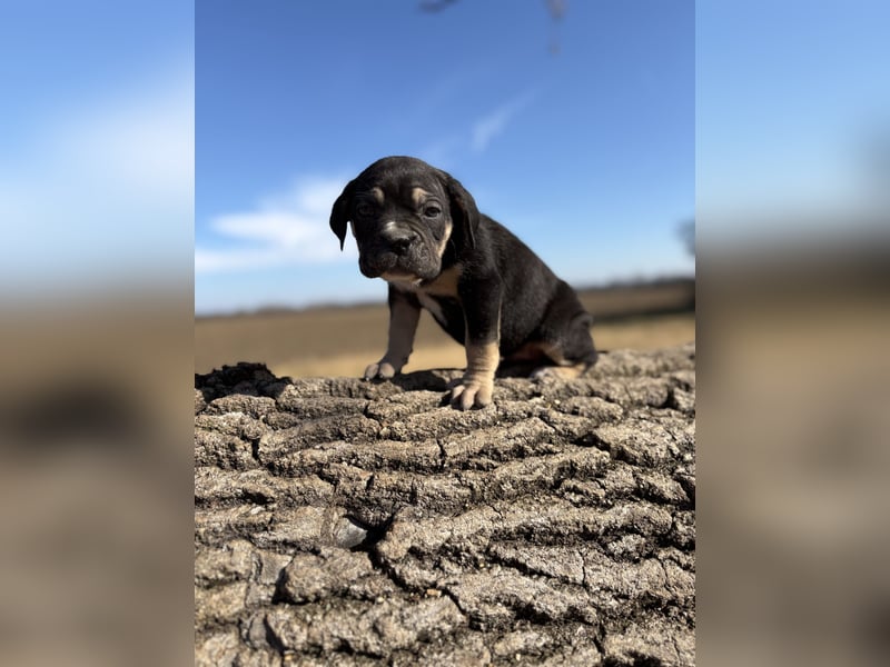 Cane Corso black and tan Hündin vom Züchter, ausdrücklich nur für Hobbyzwecke als Familienhund zu ve