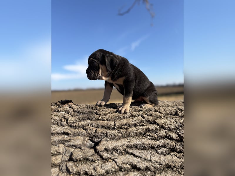 Cane Corso black and tan Hündin vom Züchter, ausdrücklich nur für Hobbyzwecke als Familienhund zu ve