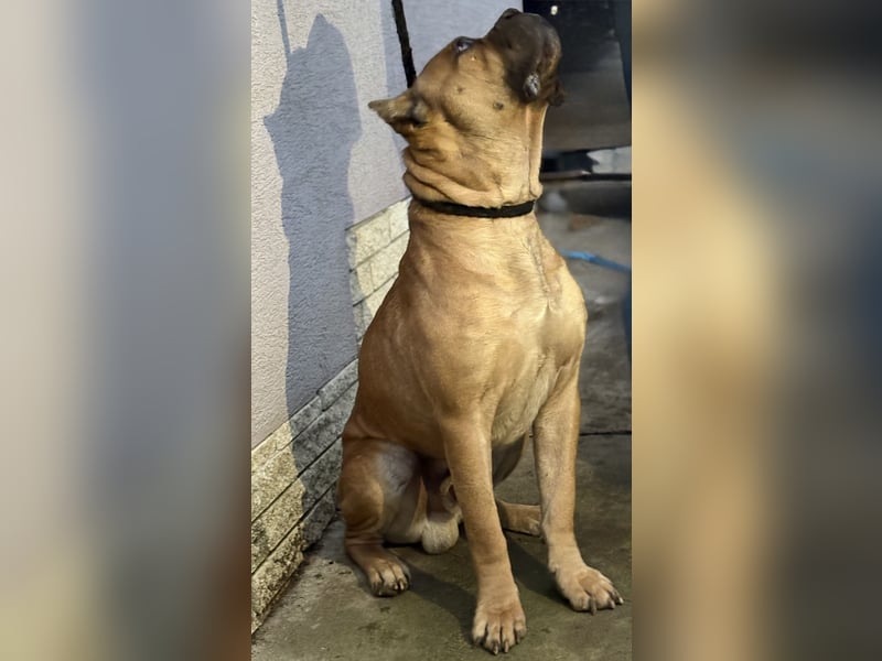 Cane Corso Welpen aus Euch Wch Linie, zu verkaufen mit Züchtergarantie