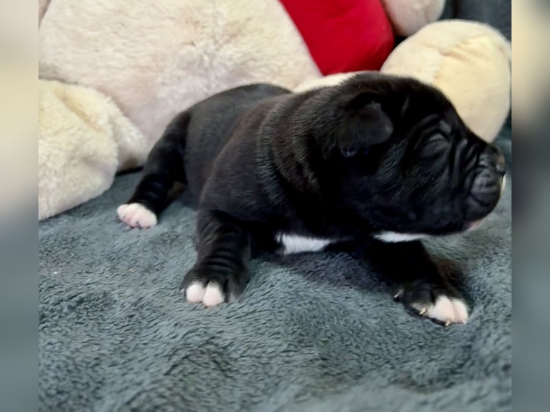 Cane Corso Welpen aus Euch Wch Linie, zu verkaufen mit Züchtergarantie