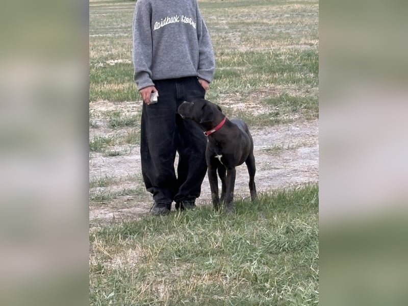 Cane Corso – 8 Monate alte schwarze Hündin mit Züchtergarantie abzugeben