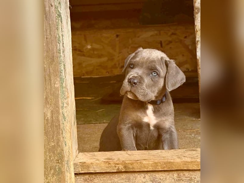 Exklusive Cane Corso Welpen aus EUch & Wch Championlinie (Cesare-Blutlinie) mit Garantie